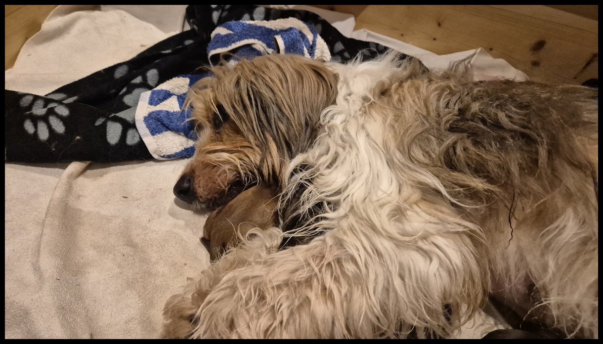 D-Wurf-von-der-Straubenhalde-2025